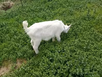 Keçi, Saanen goat — foto 1