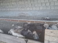 Slovenian Silver Hen — foto 4