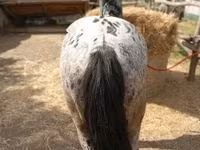 Koń, Appaloosa — zdjęcie 2