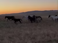 At, Kazakh horse — foto 2