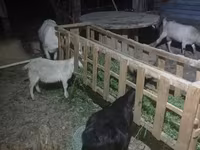 Goat, Goats — photo 1