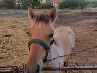 Kůň, Welsh Cob — foto 5