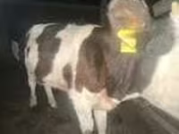 ВРХ (партія, стать не вказано), Велика рогата худоба — фото 7