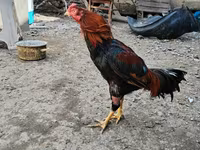 Chickens — foto 6