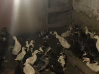 Ducks — 照片 4