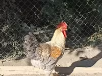 Chickens — foto 3