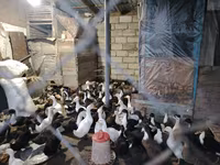 Ducks — foto 1