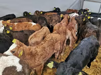 Cattle (batch, sex not specified), Simmental cattle — photo 8