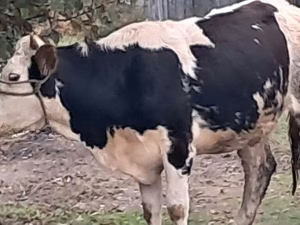 ثور, Simmental cattle
