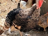 Turkeys — photo 2
