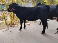 母牛, Limousin cow — 照片 8