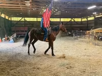 حصان, Standardbred — الصورة 2