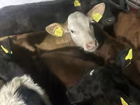 Bull, Cattle — photo 2