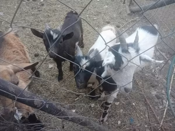 Kozy (šarže, pohlaví neuvedeno), Kozy