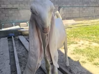 Kozioł, Gulabi goats — zdjęcie 4