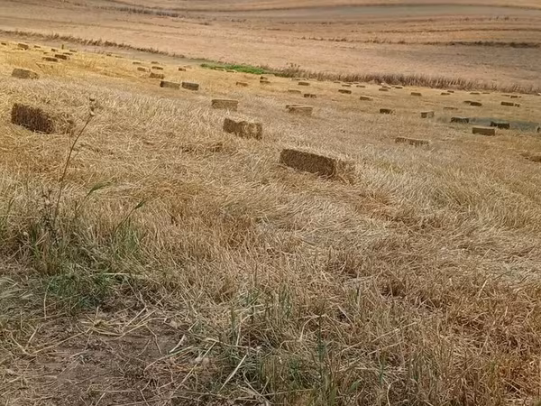 Saman balyaları – düzbucaqlı pres - Yeni biçindən toplanmış, quru və