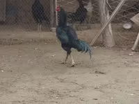 Chickens — الصورة 6