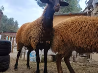 Qoç, Blackheaded Persian sheep — foto 3