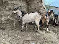 Taka, Alpine goat — 3-rasm