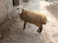 Qoç, Qoyunlar — foto 1
