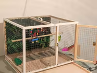 Papuqay,dovşan,hamster,şinşila,bildirçin,cücə,xamyak,pişik,quş,tısbağa — फ़ोटो 2