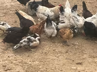 Chickens — photo 3