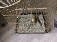 Nimfa (Cockatiel) cütü və qəfəs - Növ: Nimfa (cockatiel) — Foto 2