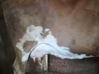 İnək, Simmental cattle — foto 3