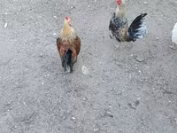 Chickens — photo 2