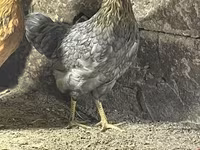 Chickens — foto 4