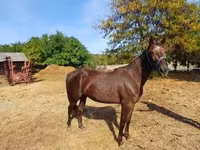Égua, Standardbred — foto 1