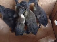 Ducks — photo 1
