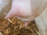Goat, Goats — photo 6