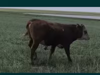 Touro, Vaca branca de cabeça kazakh — foto 2
