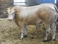 Buğa, Blonde d’Aquitane cattle — foto 1