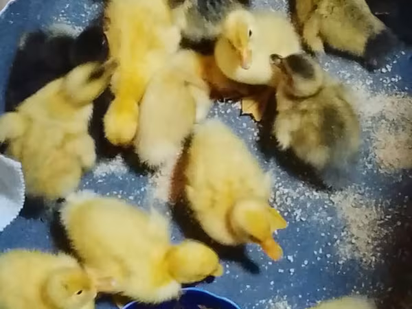 Alman Pekin