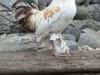 Chickens — photo 2