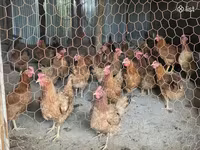 Chickens — الصورة 1