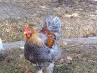 Brahma — foto 2