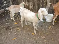 Koza, Nubian Goat — foto 2
