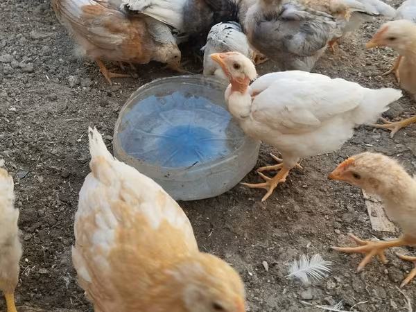 Chickens — Azerbaijan