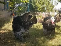 Turkeys — Foto 2