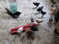 Chickens — photo 1