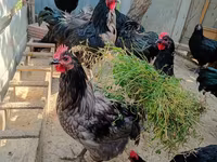 أستراليان بيت غيم فاول — الصورة 4