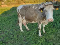 İnək, Kasta inəyi — foto 1