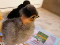 Chickens — 照片 4