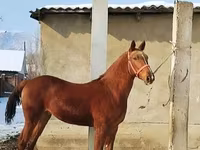At, Karabair horse — foto 2