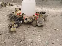 Ducks — 照片 1