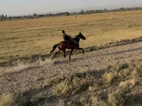 Mare, French Trotter — photo 5