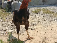 Chickens — photo 4